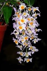 Dendrobium farmeri