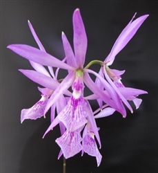 Encyclia adenocaula