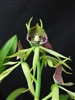 Prosthechea cochleata