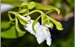 Encyclia cordigera v. alba