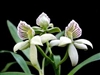 Encyclia ionophlebium