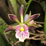 Encyclia radiata x alata