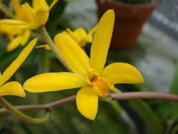 Laelia gloedeniana