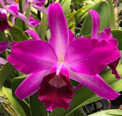 Laelia purpurata v. flammea species