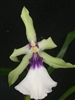 Miltonia spectabilis v. semi-alba