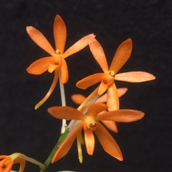 Neofinetia falcata x Ascocentrum miniatum