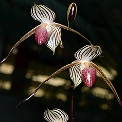 Paphiopedilum Lady Rothschild (rothschildianum x Lady Isabel)