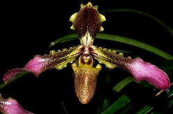 Paphiopedilum esquirolei species