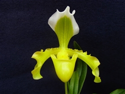 Paphiopedilum insigne 'Sanderianum' frm. alba