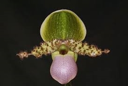 Paphiopedilum moquetteanum