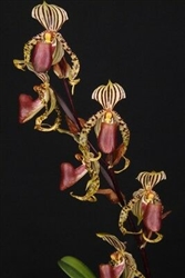 Paphiopedilum supardii