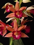 Phaius Lady Ramona Harris