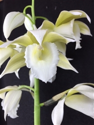 Phaius tankervilleae var. alba