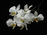 Phalaenopsis amabilis