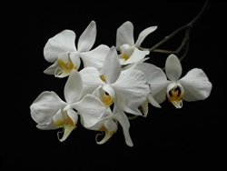 Phalaenopsis amabilis