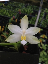 Phalaenopsis bellina var. alba