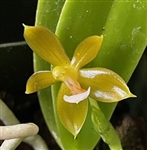 Phalaenopsis cornu-cervi v. aurea