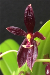 Phalaenopsis cornu-cervi 'Red Damlong'