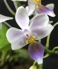 Phalaenopsis equestris v. coerulea