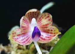 Phalaenopsis javanica