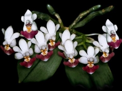 Phalaenopsis parishii