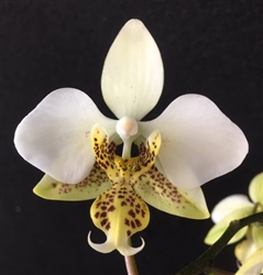 Phalaenopsis stuartiana v. yellow