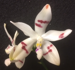 Phalaenopsis tetraspis 'Spots'