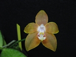 Phalaenopsis venosa