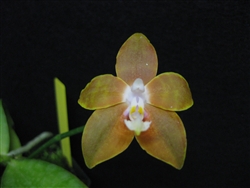 Phalaenopsis venosa