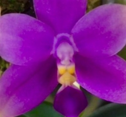 Phalaenopsis violacea 'USA Blue'
