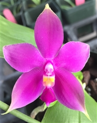 Phalaenopsis violacea 'Red'