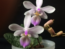 Phalaenopsis lindenii