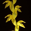 Pleurothallis quadrifida