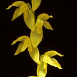 Pleurothallis quadrifida