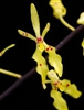 Renanthera citrina