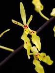 Renanthera citrina