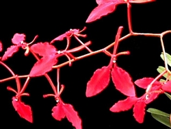 Renanthera imschootiana