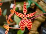 Renanthera monachica