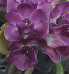 Rhynchostylis gigantea 'Ice Blue'