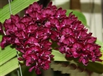 Rhynchostylis gigantea 'Red'