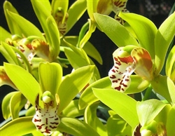 Cymbidium Golden Tiger '4th of July' 4N