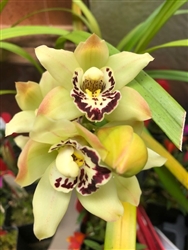 Cymbidium Junipero Serra 'NH' 4N x Western Movie 'Key Lime' 4N