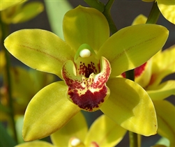 Cymbidium Nicolai Gedda