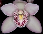 Cymbidium Rosy Cloud