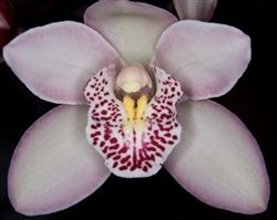 Cymbidium Rosy Cloud