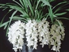 Cymbidium Sarah Jean