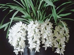 Cymbidium Sarah Jean