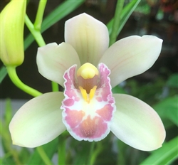 Cymbidium Snow Elf 4N x Minuet 'NH' 4N