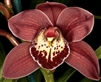 Cymbidium Suzie Q