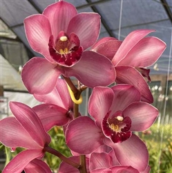 Cymbidium Vanna Rose